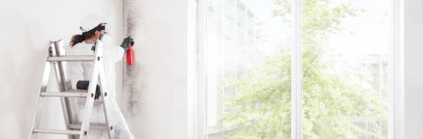 Best Environmental Consulting for Mold Prevention  in Key Largo, FL