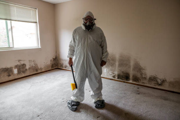 Best Mold Damage Restoration  in Key Largo, FL